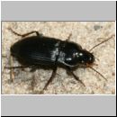 Anisodactylus binotatus - Laufkaefer 02 11mm.jpg